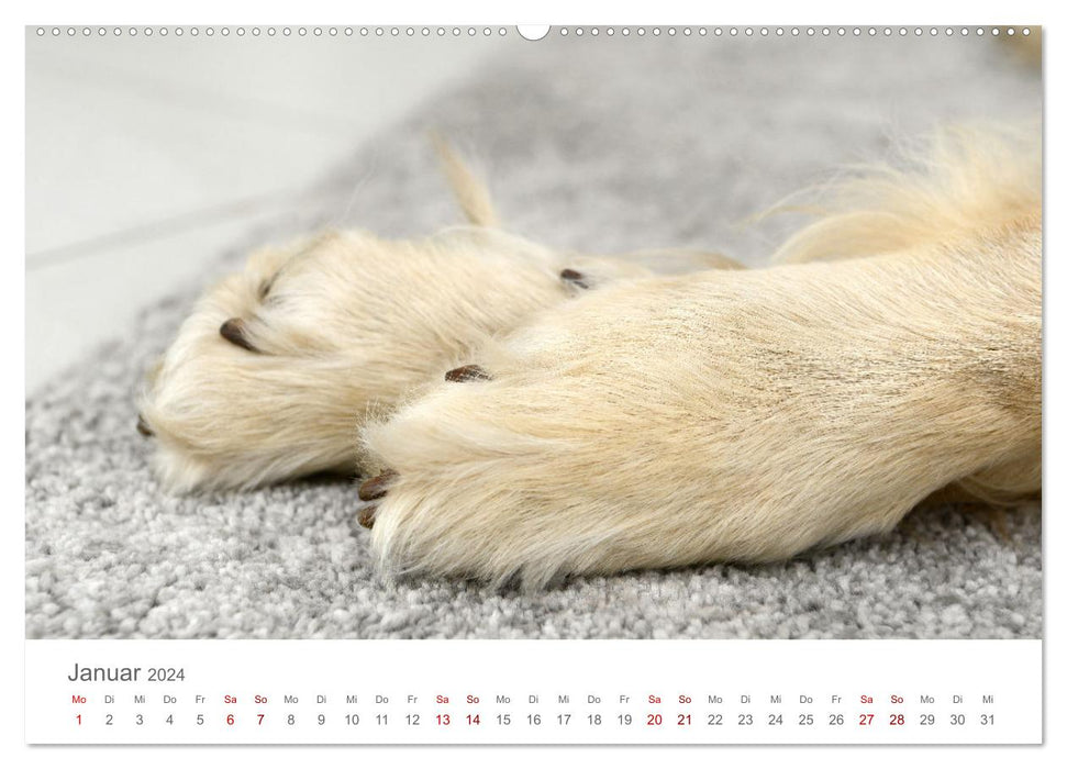 Dog paws (CALVENDO wall calendar 2024) 