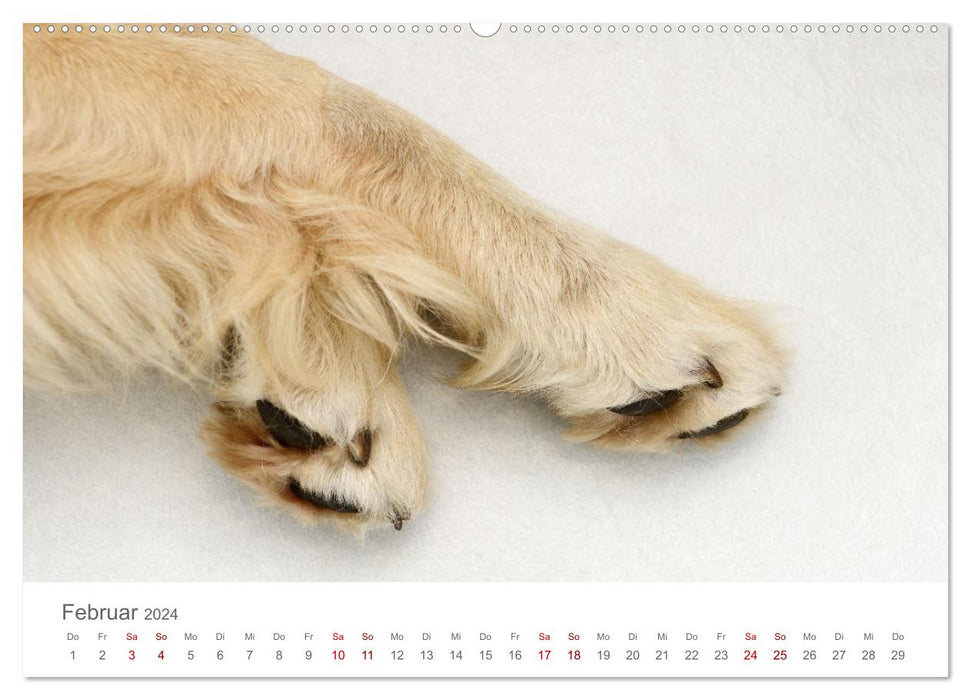 Dog paws (CALVENDO wall calendar 2024) 