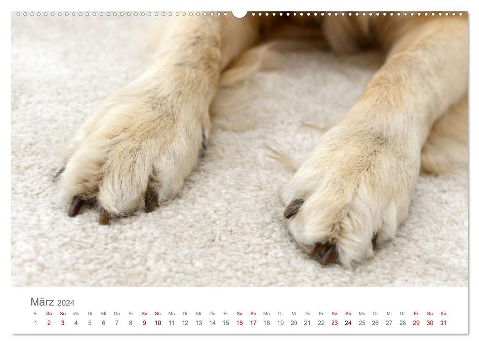 Dog paws (CALVENDO wall calendar 2024) 