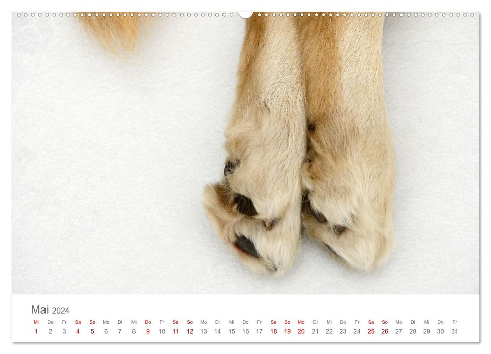 Dog paws (CALVENDO wall calendar 2024) 