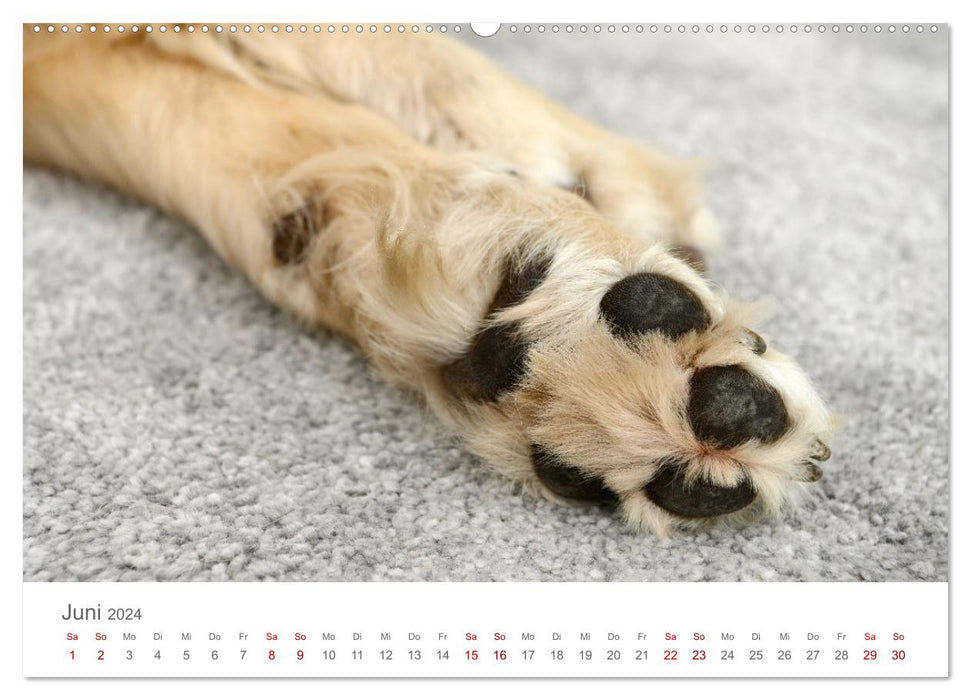 Dog paws (CALVENDO wall calendar 2024) 