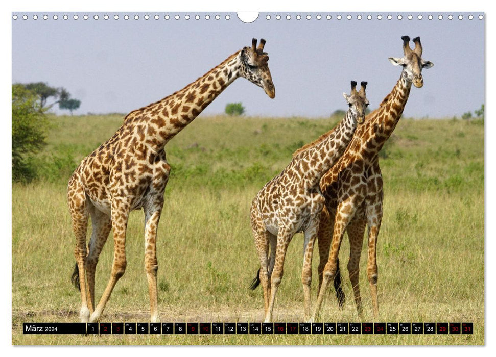 Animal paradise Kenya (CALVENDO wall calendar 2024) 
