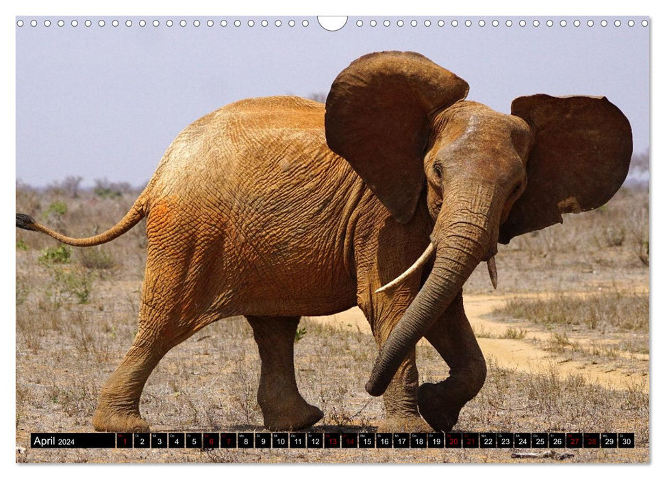 Tierparadies Kenia (CALVENDO Wandkalender 2024)