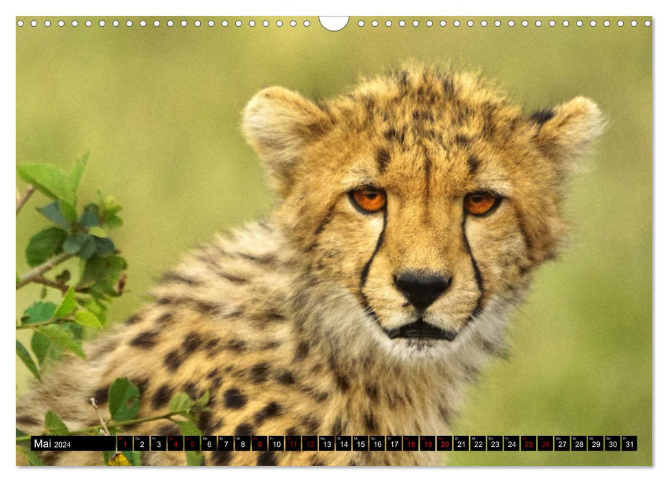 Animal paradise Kenya (CALVENDO wall calendar 2024) 