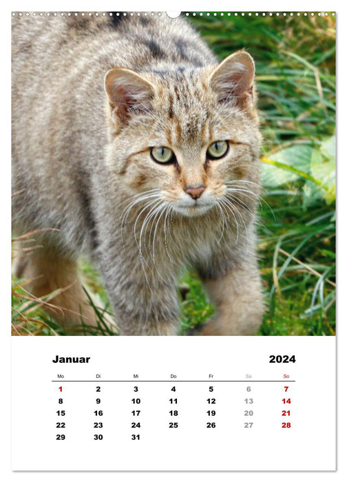 Wild animals in fields, forests and meadows (CALVENDO Premium Wall Calendar 2024) 