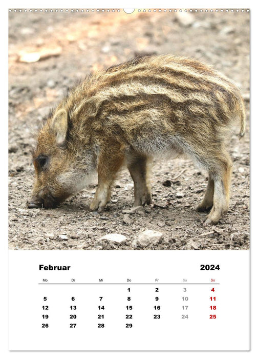 Wild animals in fields, forests and meadows (CALVENDO Premium Wall Calendar 2024) 