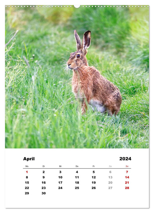 Wild animals in fields, forests and meadows (CALVENDO Premium Wall Calendar 2024) 