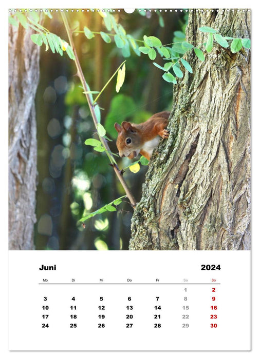 Wilde Tiere in Feld, Wald und Flur (CALVENDO Premium Wandkalender 2024)