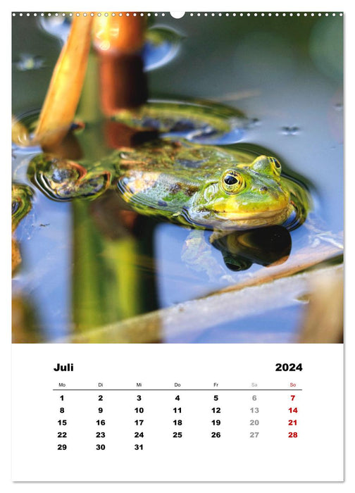 Wild animals in fields, forests and meadows (CALVENDO Premium Wall Calendar 2024) 