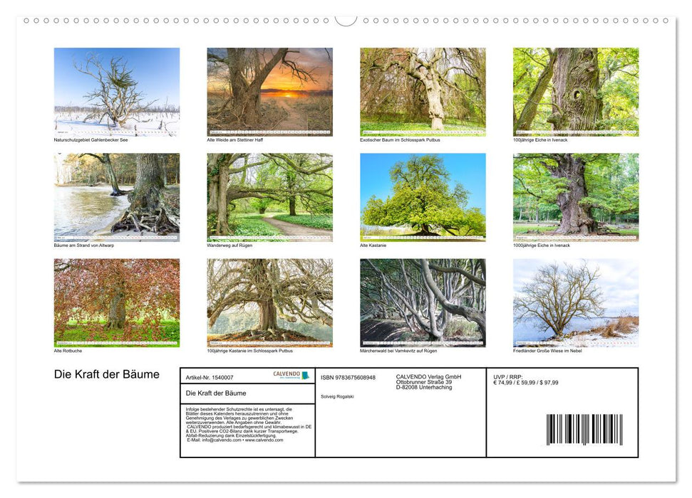 Die Kraft der Bäume (CALVENDO Premium Wandkalender 2024)