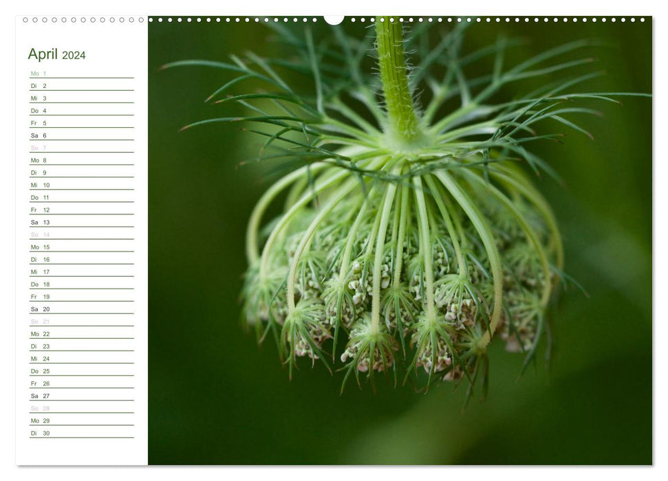 Take a closer look... Detailed photography from our beautiful nature (CALVENDO wall calendar 2024) 
