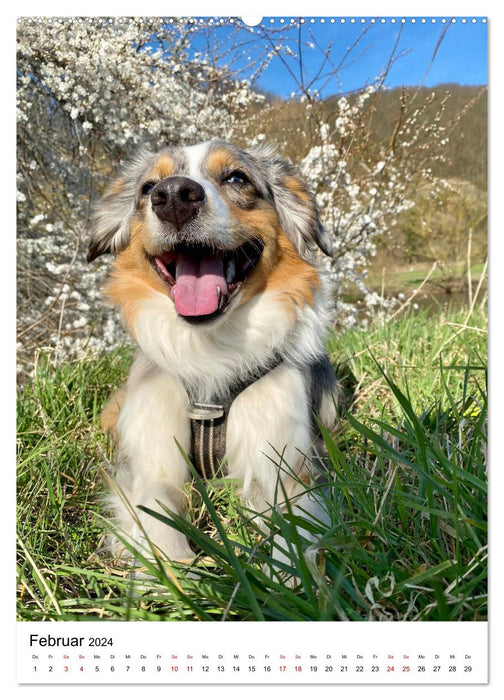 Hermine - Ein Jahr mit einem Mini Australian Shepherd (CALVENDO Premium Wandkalender 2024)