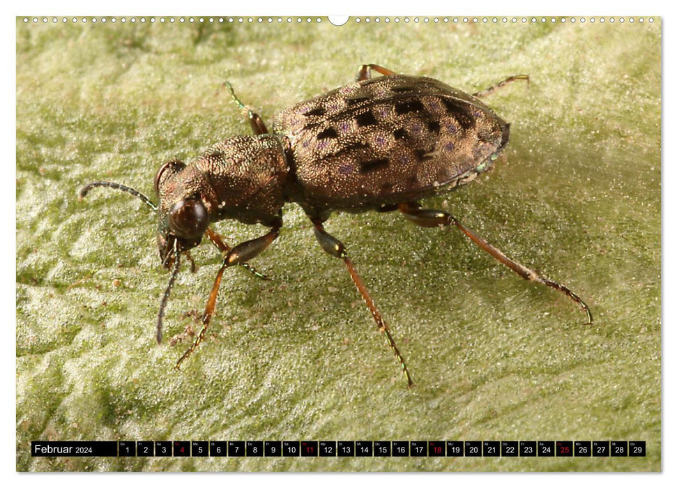 LAUFKÄFER - CARABIDAE (CALVENDO Wandkalender 2024)