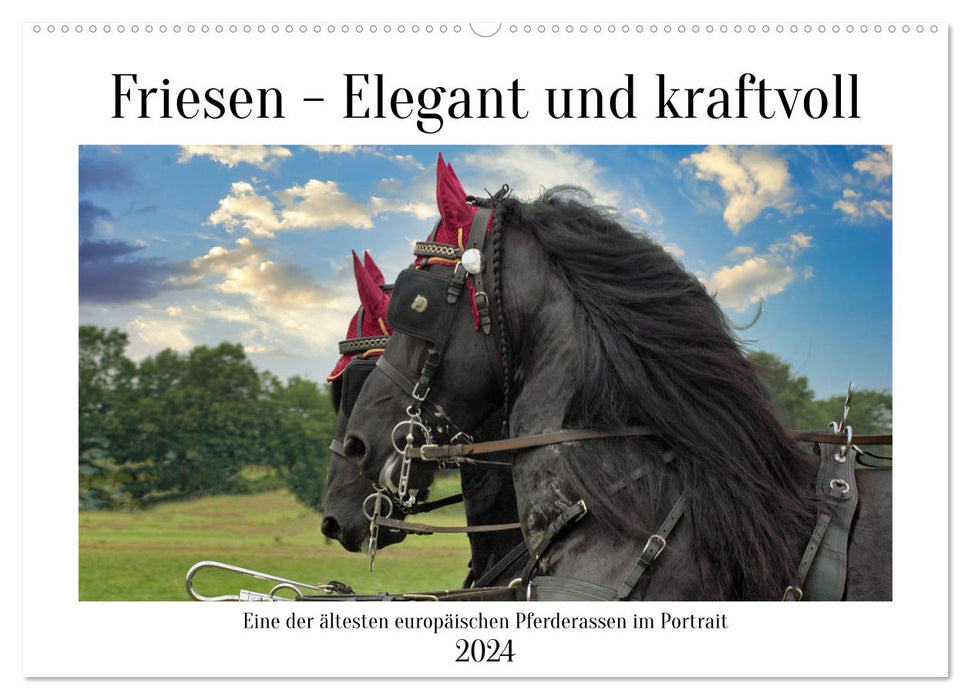 Friesen - elegant und kraftvoll (CALVENDO Wandkalender 2024)