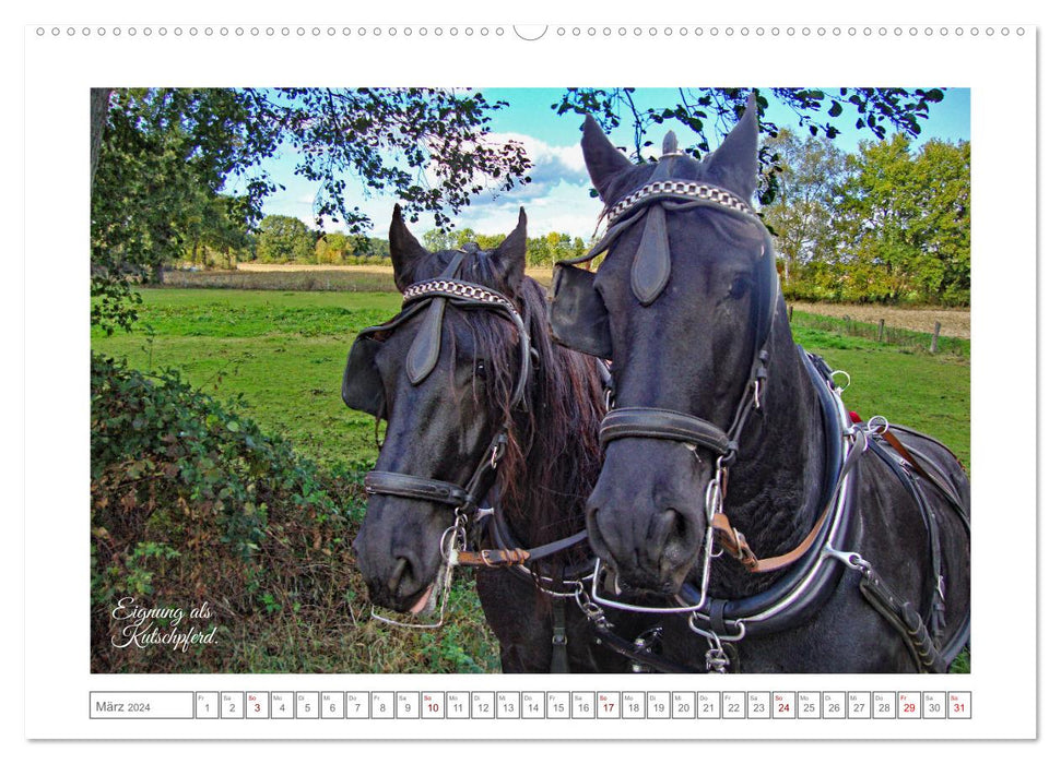 Frisons - élégants et puissants (calendrier mural CALVENDO 2024) 