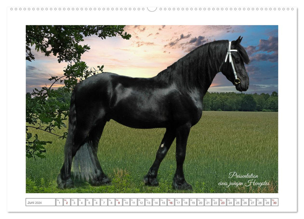 Friesen - elegant und kraftvoll (CALVENDO Wandkalender 2024)