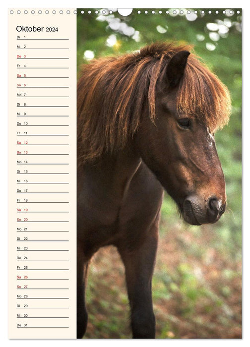 Isländer Geburtstagskalender (CALVENDO Wandkalender 2024)