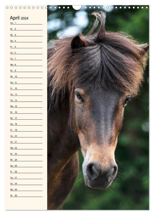 Isländer Geburtstagskalender (CALVENDO Wandkalender 2024)