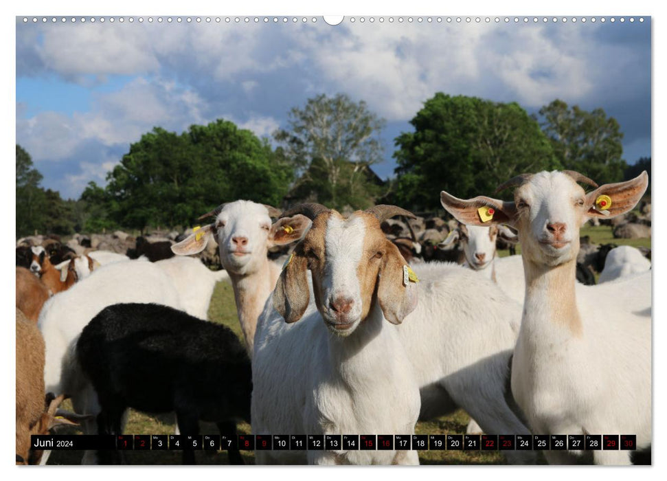 Heidschnucken und Ziegen die tierischen Landschaftspfleger der Lüneburger Heide (CALVENDO Premium Wandkalender 2024)