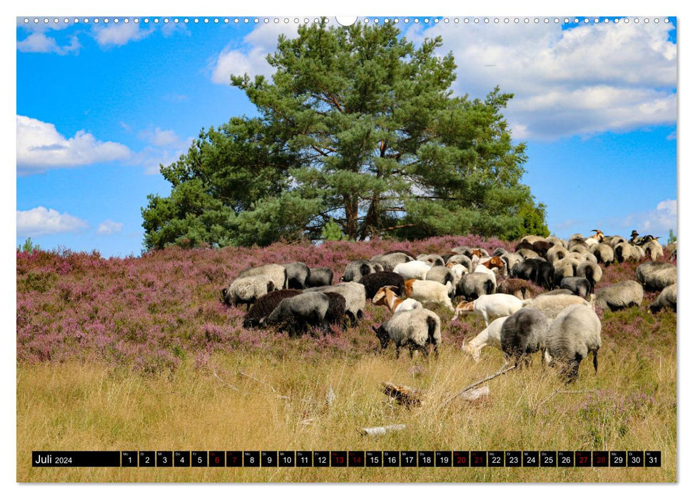 Heidschnucken et chèvres, les paysagistes animaliers de la lande de Lunebourg (Calendrier mural CALVENDO Premium 2024) 