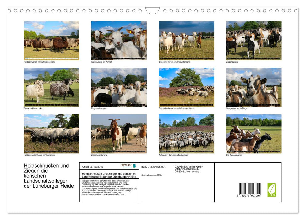 Heidschnucken und Ziegen die tierischen Landschaftspfleger der Lüneburger Heide (CALVENDO Wandkalender 2024)