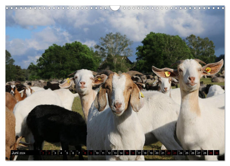 Heidschnucken und Ziegen die tierischen Landschaftspfleger der Lüneburger Heide (CALVENDO Wandkalender 2024)