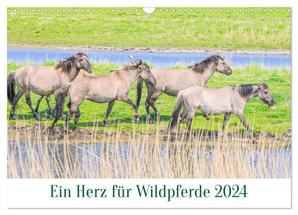 Ein Herz für Wildpferde (CALVENDO Wandkalender 2024)