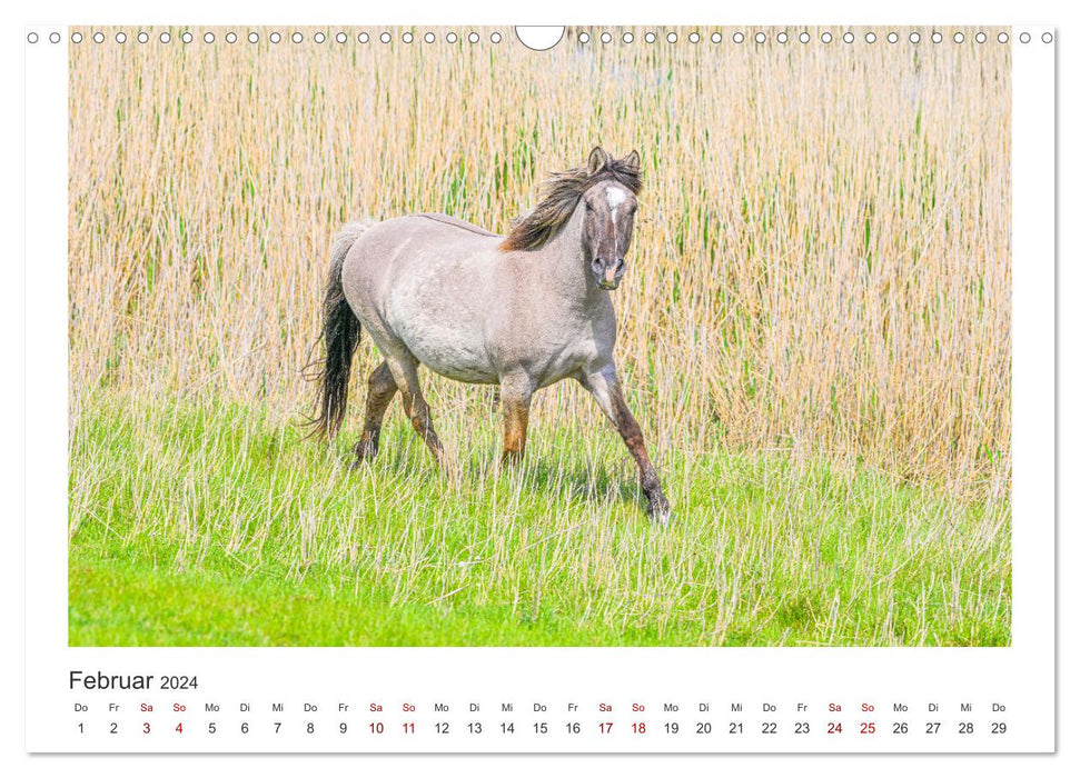 Ein Herz für Wildpferde (CALVENDO Wandkalender 2024)