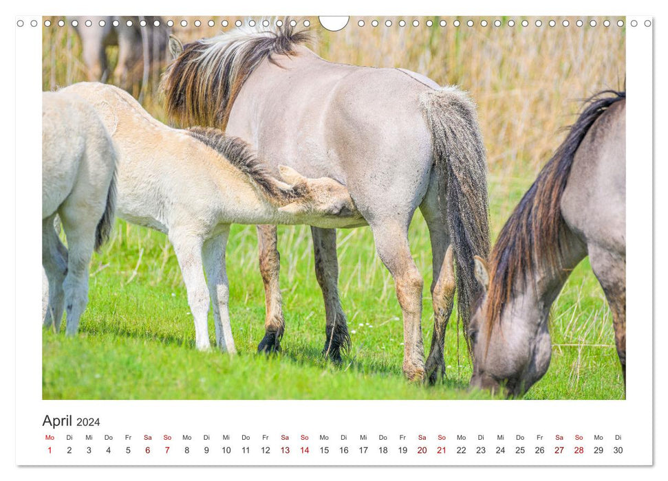 Ein Herz für Wildpferde (CALVENDO Wandkalender 2024)