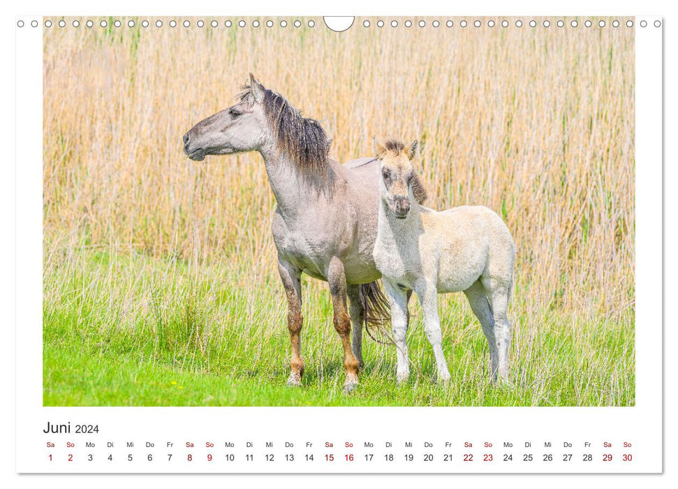 Ein Herz für Wildpferde (CALVENDO Wandkalender 2024)