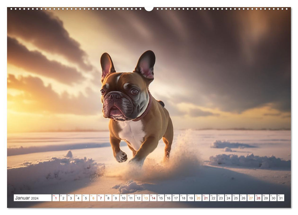 Französische Bulldoggen (CALVENDO Premium Wandkalender 2024)