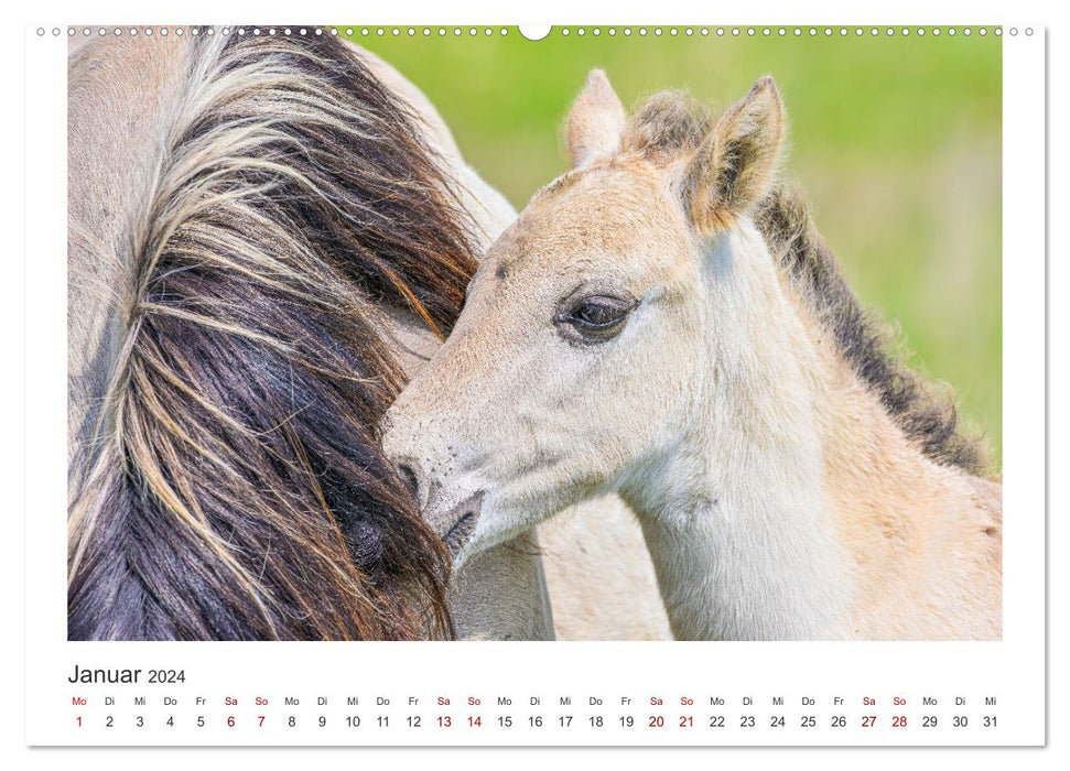 Ein Herz für Wildpferde (CALVENDO Premium Wandkalender 2024)