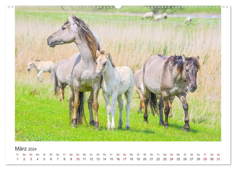 Ein Herz für Wildpferde (CALVENDO Premium Wandkalender 2024)