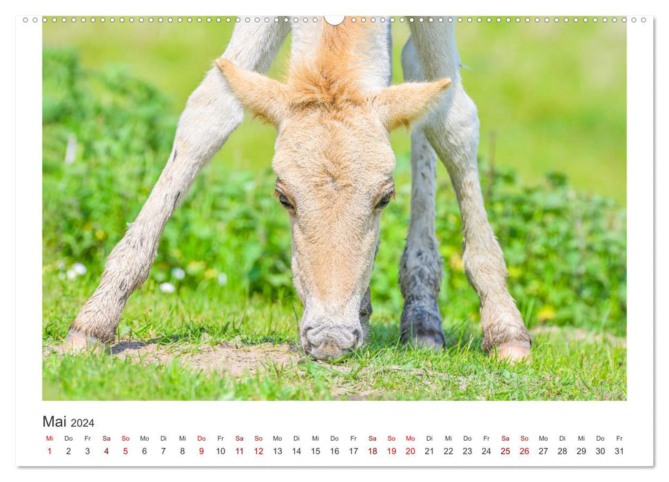 Ein Herz für Wildpferde (CALVENDO Premium Wandkalender 2024)