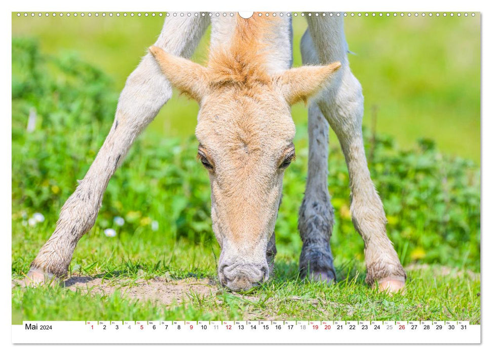 Ein Herz für Wildpferde (CALVENDO Premium Wandkalender 2024)