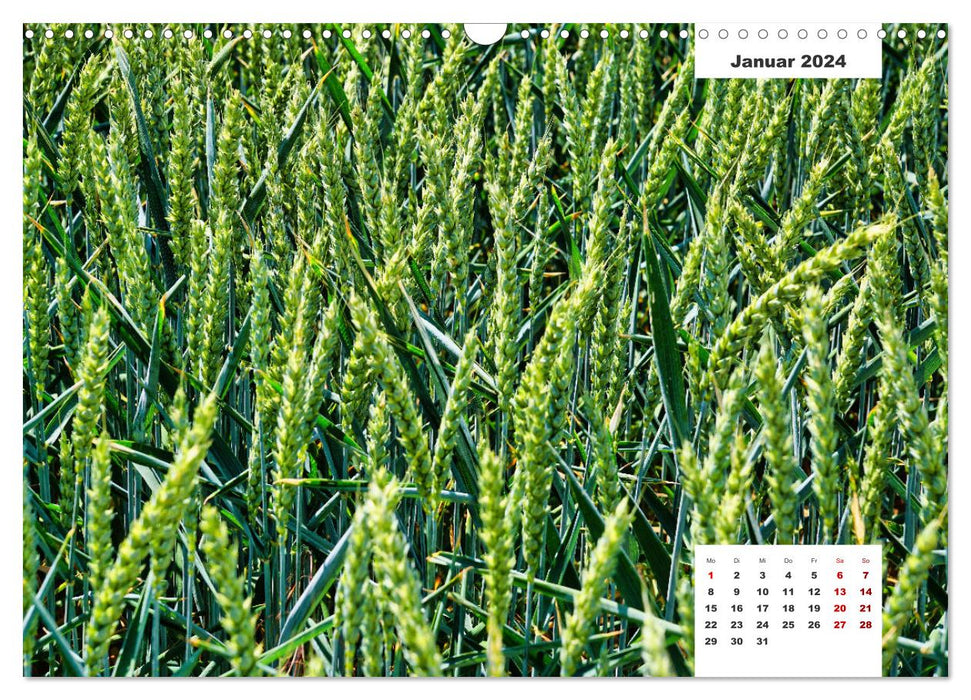 Getreide und Brot (CALVENDO Wandkalender 2024)