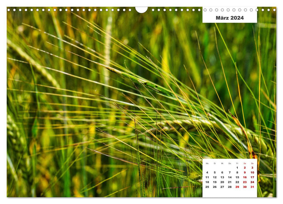 Getreide und Brot (CALVENDO Wandkalender 2024)