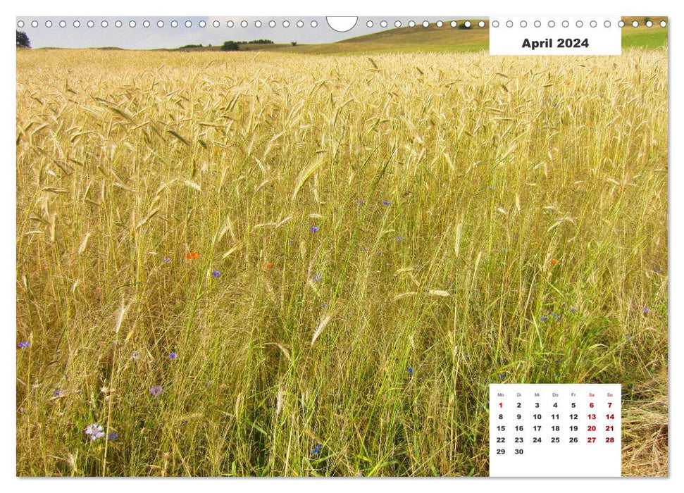 Getreide und Brot (CALVENDO Wandkalender 2024)