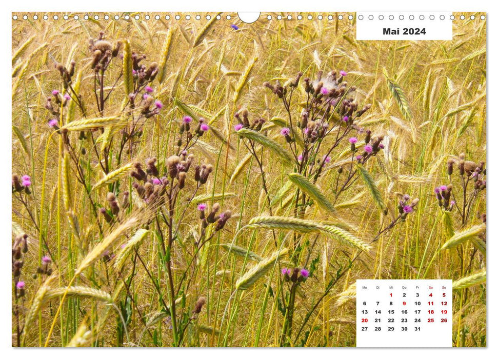 Getreide und Brot (CALVENDO Wandkalender 2024)