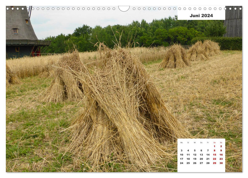 Getreide und Brot (CALVENDO Wandkalender 2024)