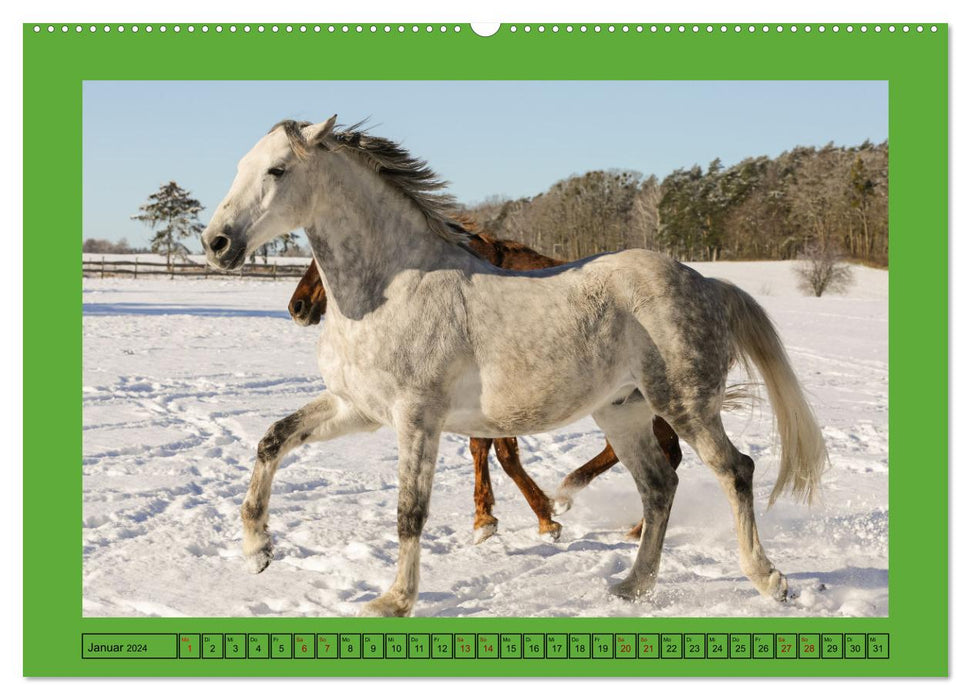 Les chevaux, le plus grand bonheur sur terre (Calendrier mural CALVENDO Premium 2024) 