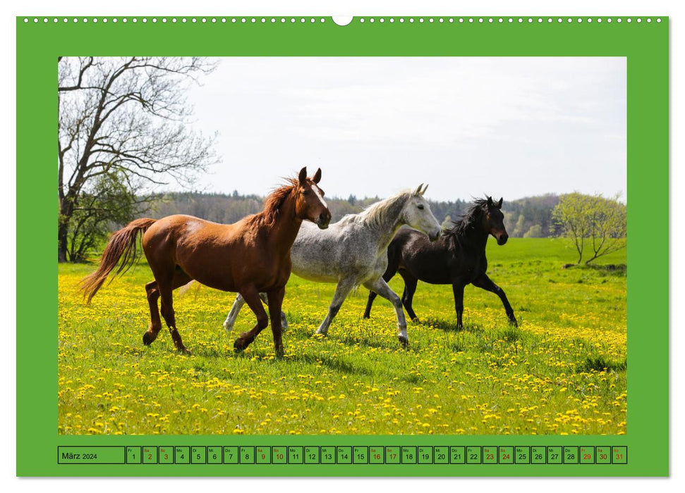 Les chevaux, le plus grand bonheur sur terre (Calendrier mural CALVENDO Premium 2024) 