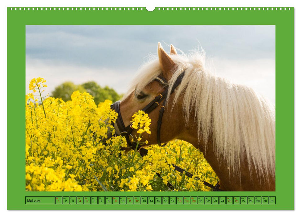 Les chevaux, le plus grand bonheur sur terre (Calendrier mural CALVENDO Premium 2024) 