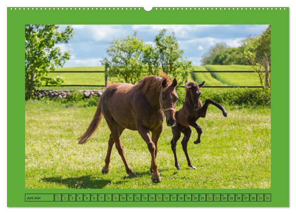 Les chevaux, le plus grand bonheur sur terre (Calendrier mural CALVENDO Premium 2024) 