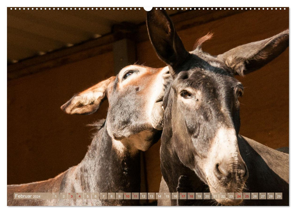 Esel Lebensfreude - Spaß mit Langohren (CALVENDO Premium Wandkalender 2024)