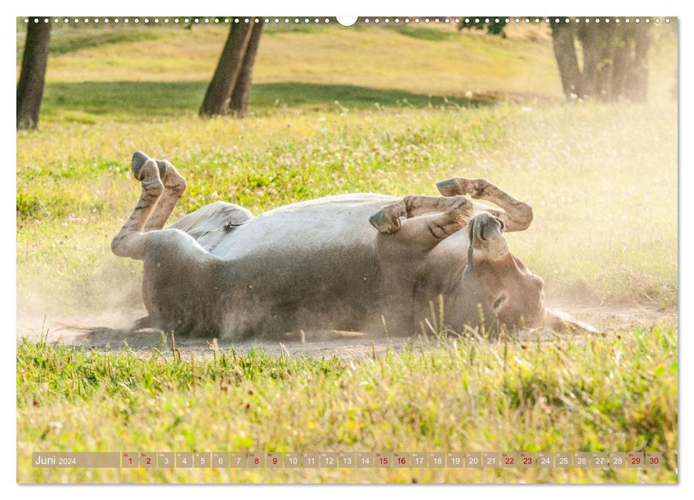 Joie de vivre un âne - amusant avec de longues oreilles (Calendrier mural CALVENDO Premium 2024) 