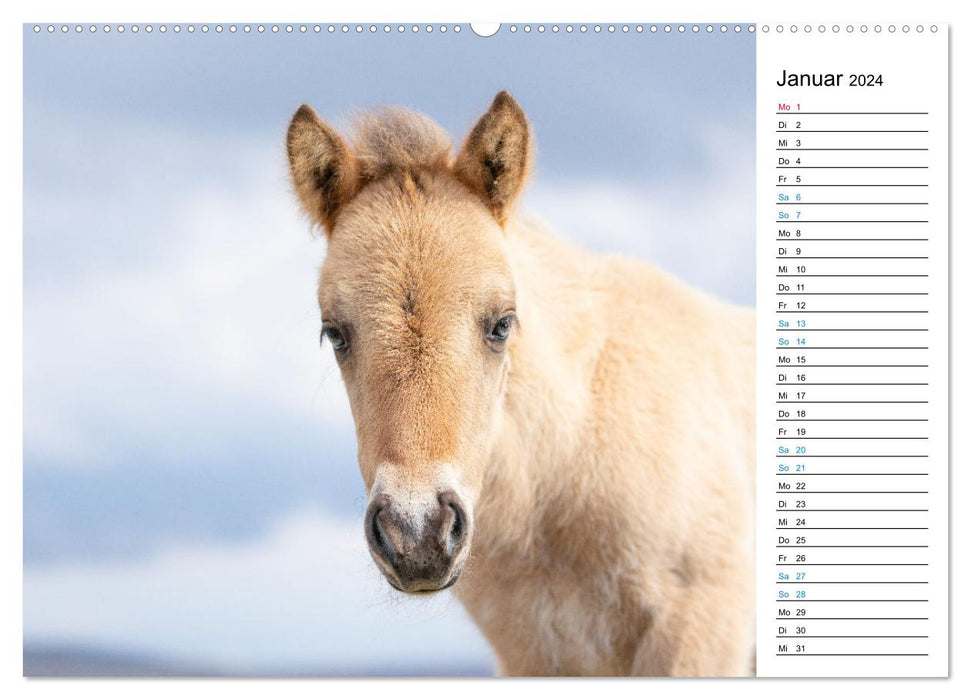 Islandpferde Kalender - Pferde von der Insel aus Feuer und Eis (CALVENDO Premium Wandkalender 2024)