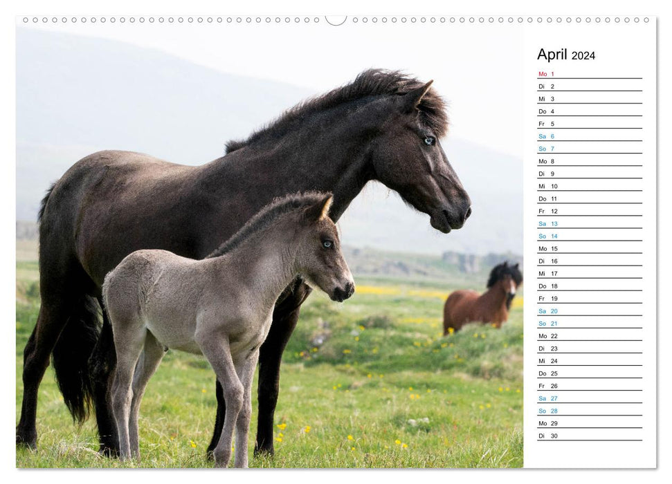 Islandpferde Kalender - Pferde von der Insel aus Feuer und Eis (CALVENDO Premium Wandkalender 2024)