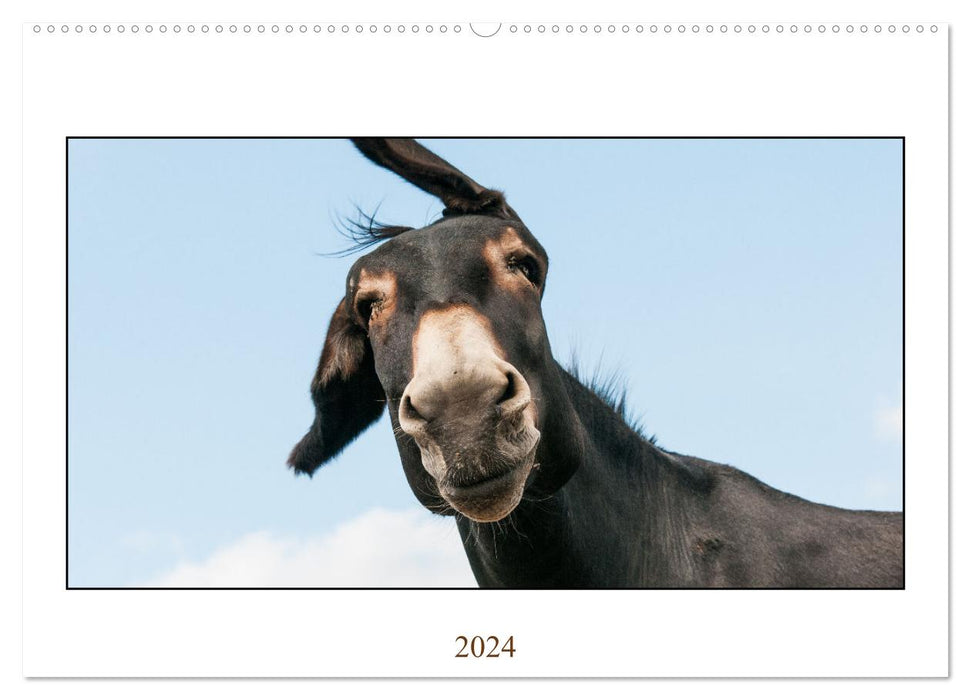 Esel Lebensfreude - Spaß mit Langohren (CALVENDO Wandkalender 2024)