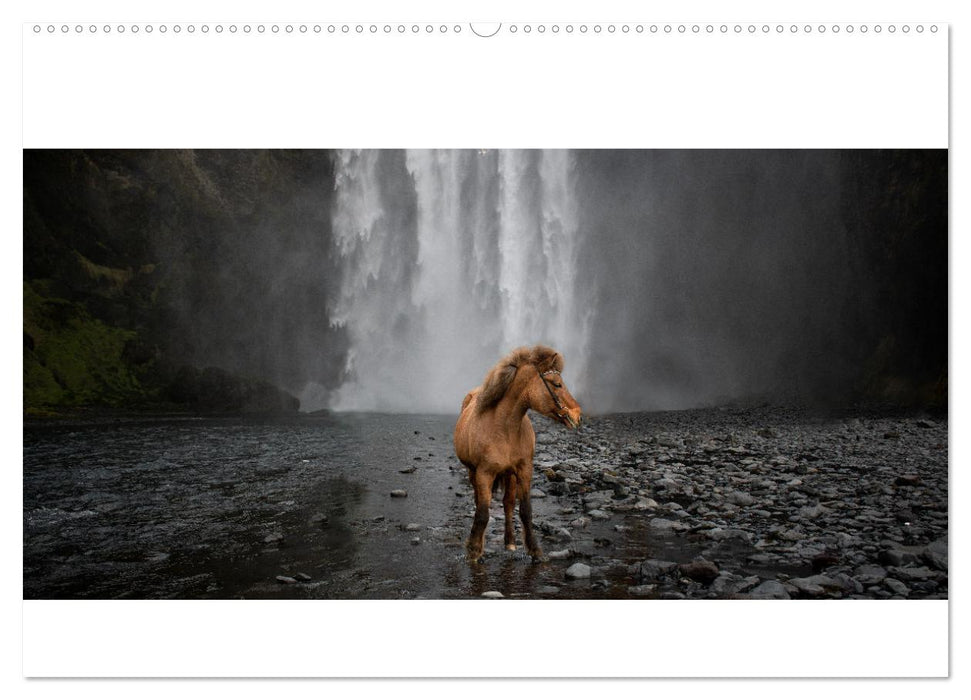 Islandpferde Kalender - Pferde von der Insel aus Feuer und Eis (CALVENDO Wandkalender 2024)